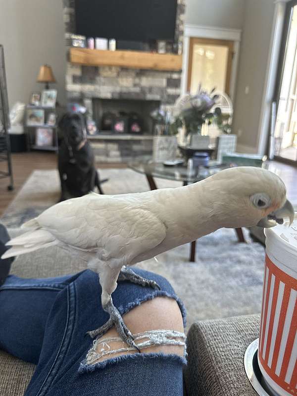 adult-goffin-cockatoo-for-sale