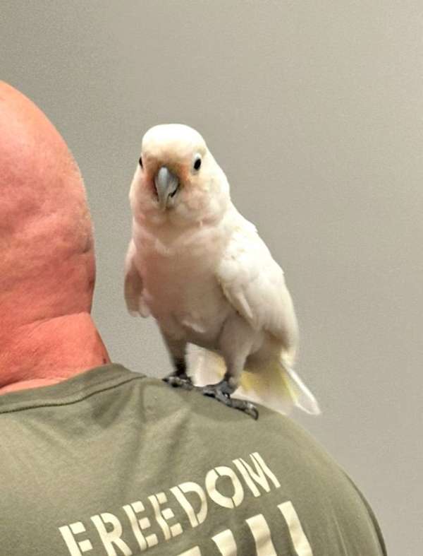 cockatoo-goffin-cockatoo-for-sale