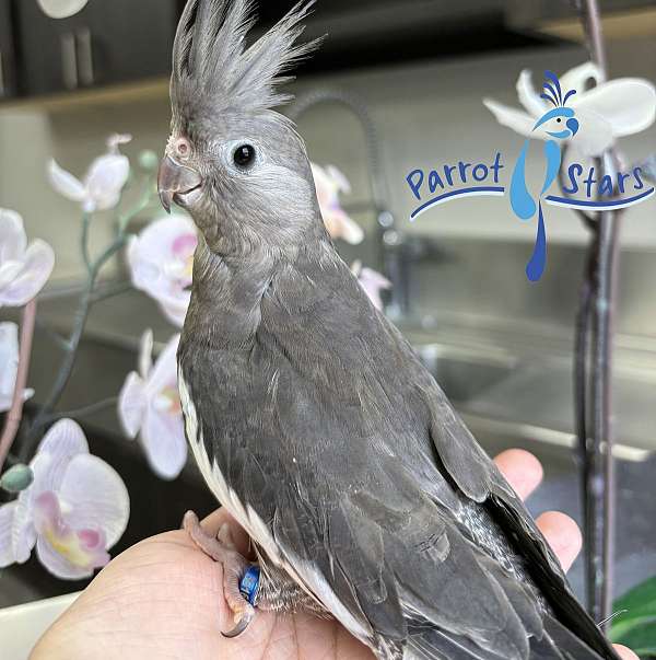 cockatiel-for-sale