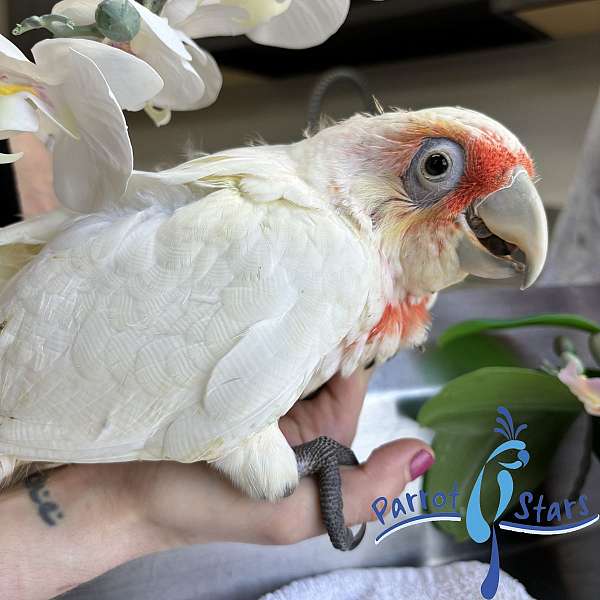 cockatoo-for-sale