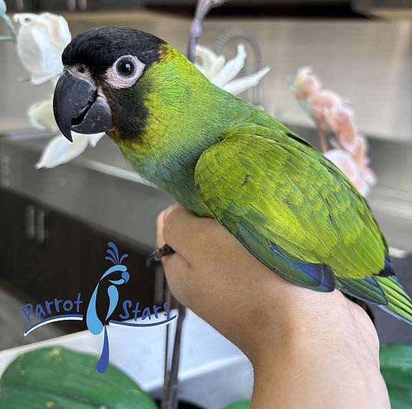 nanday-conure-for-sale