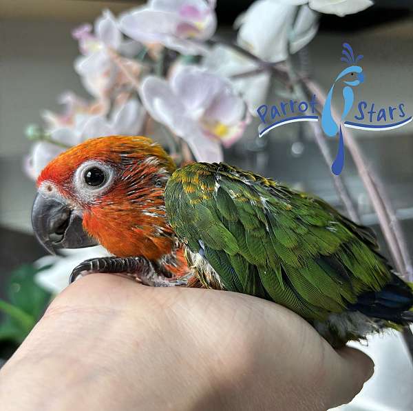 sun-conure-for-sale