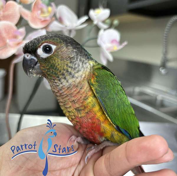 green-cheek-conure-for-sale