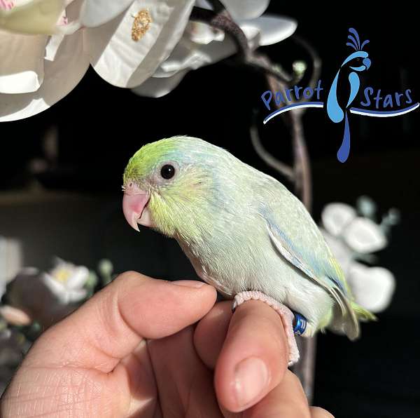 pacific-parrotlet-for-sale