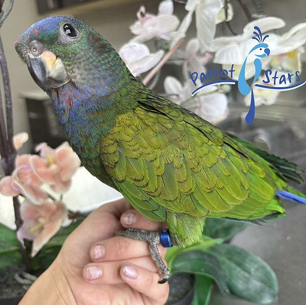 blue-headed-pionus-parrots-for-sale