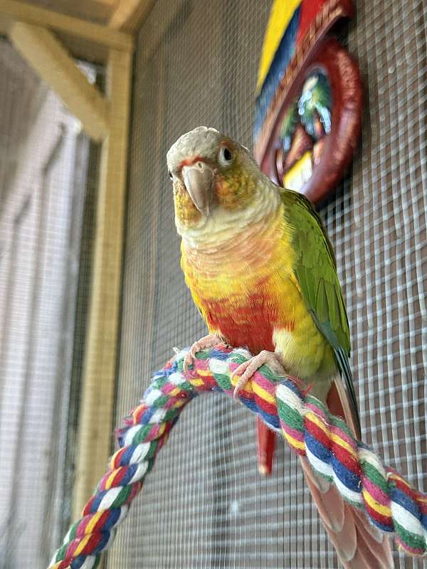 conure-for-sale-in-santa-rosa-ca