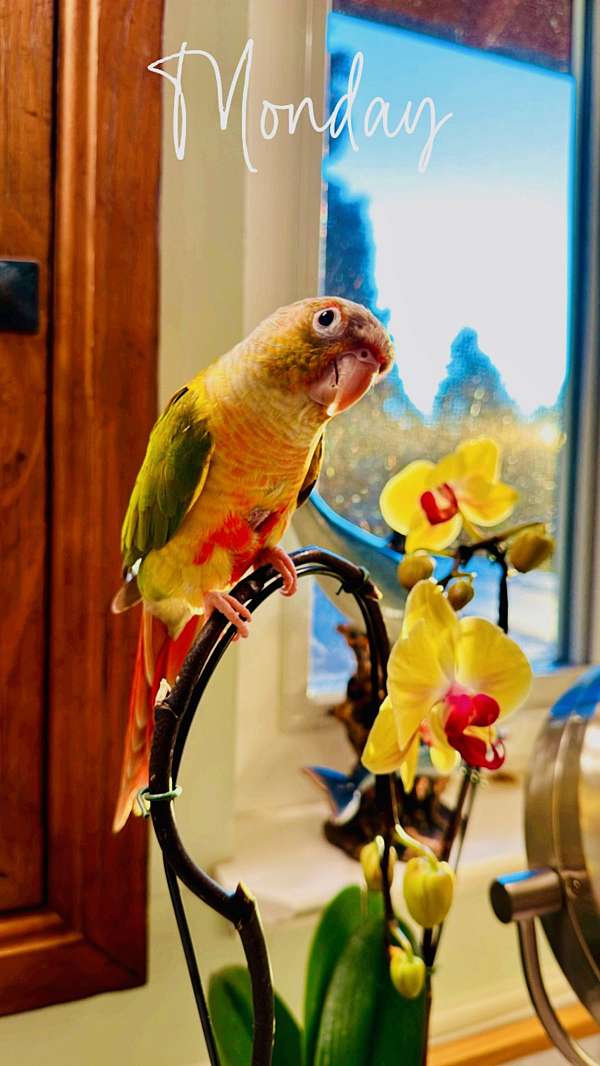 conure-for-sale-in-santa-rosa-ca