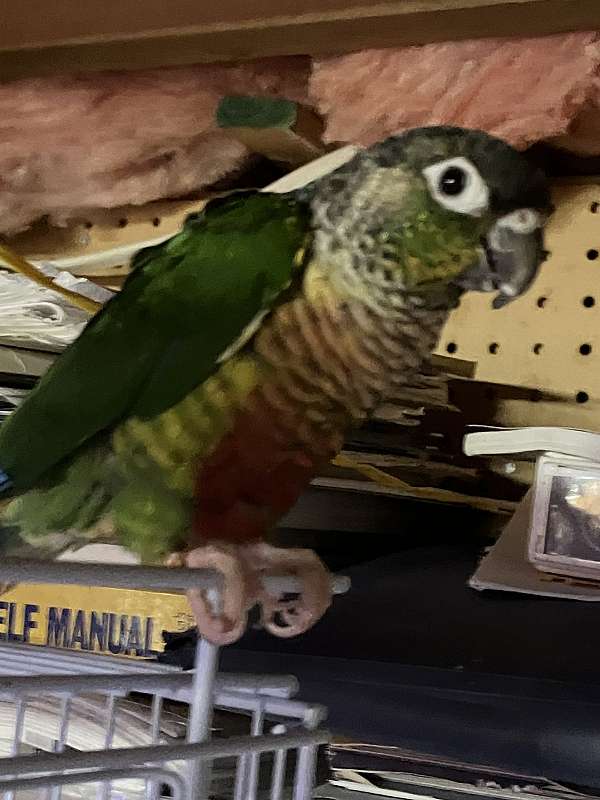 conure-for-sale