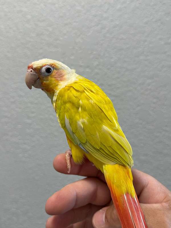 green-cheek-conure-for-sale