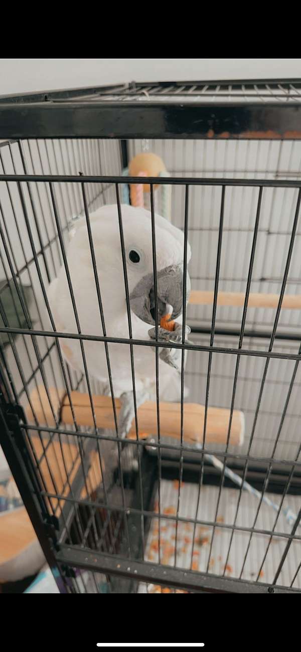 cockatoo-for-sale