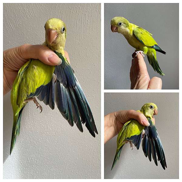 quaker-parrots-for-sale