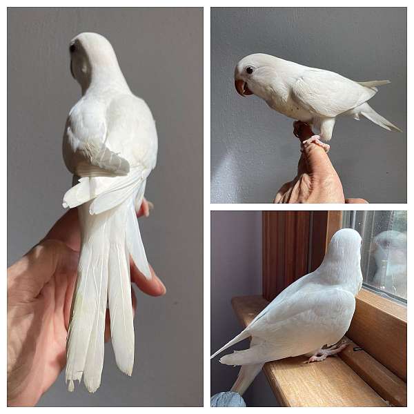 albino-quaker-parrots-for-sale