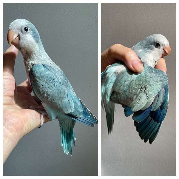 young-quaker-parrots-for-sale