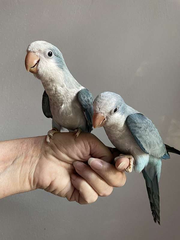 quaker-parrots-for-sale