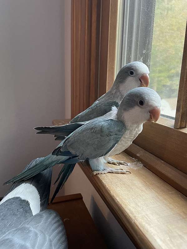 young-quaker-parrots-for-sale