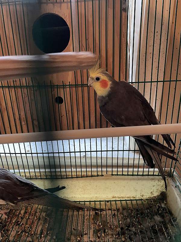 cockatiel-for-sale-in-carencro-la