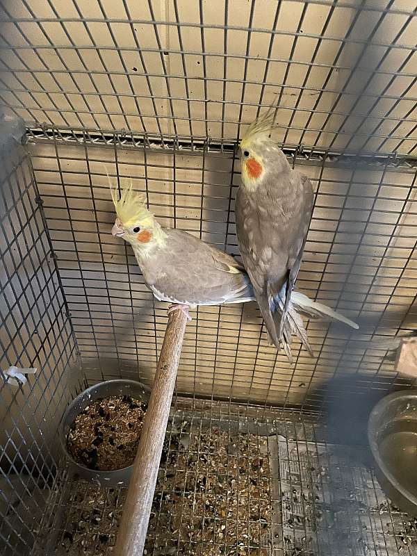 adult-cockatiel-for-sale