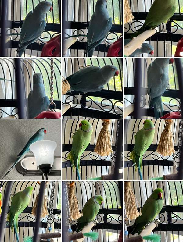 parrot-for-sale-in-crestview-fl