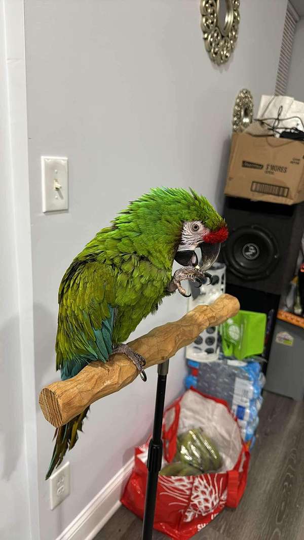 macaw-military-macaw-for-sale-in-philadelphia-pa