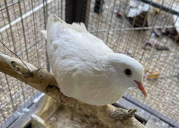 dove-for-sale