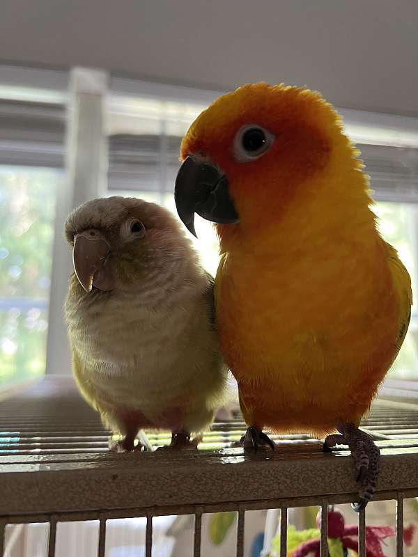 sun-conure-for-sale-in-monroe-nc