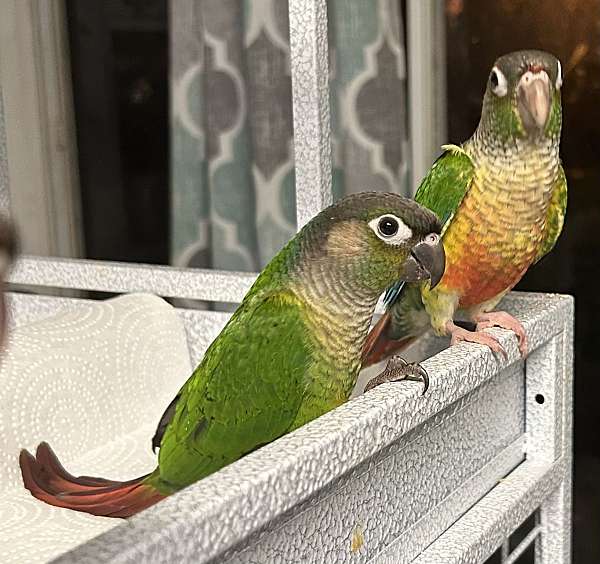 green-cheek-conure-for-sale