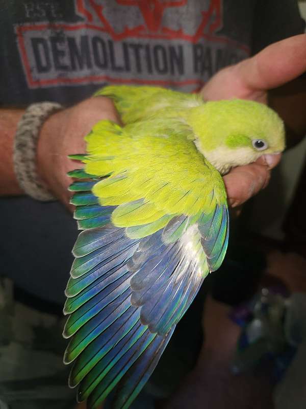 quaker-parrots-for-sale