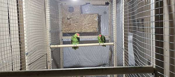 red-head-amazon-parrot-for-sale-in-monroe-oh