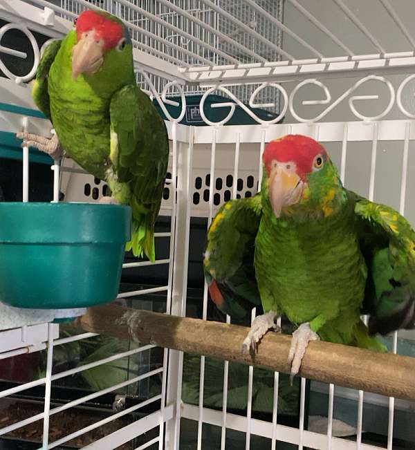 red-head-amazon-parrot-for-sale-in-monroe-oh