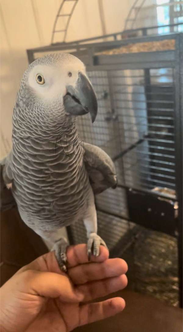 african-grey-parrot-for-sale-in-bakersfield-ca