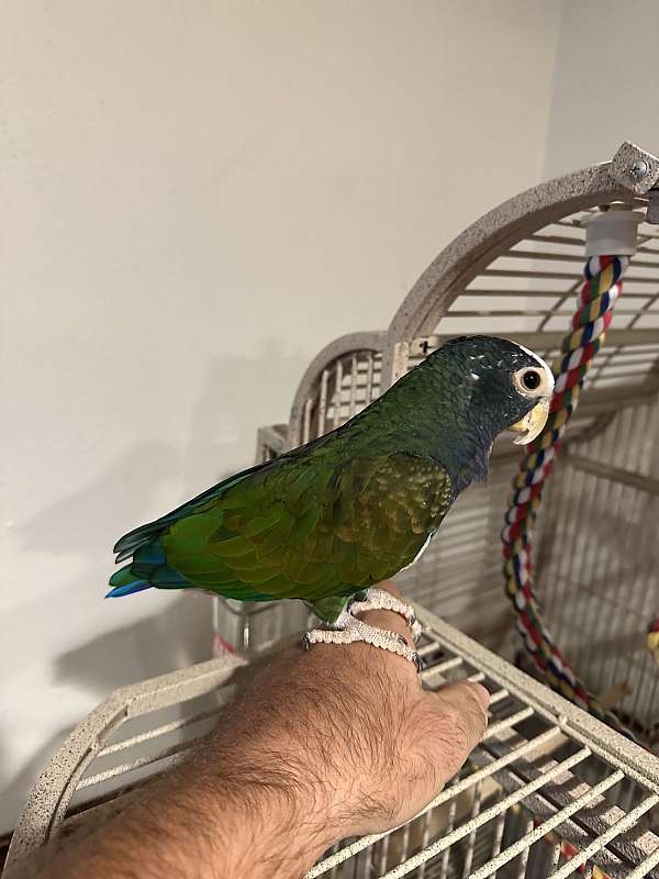 pionus-parrots-for-sale-in-south-carolina