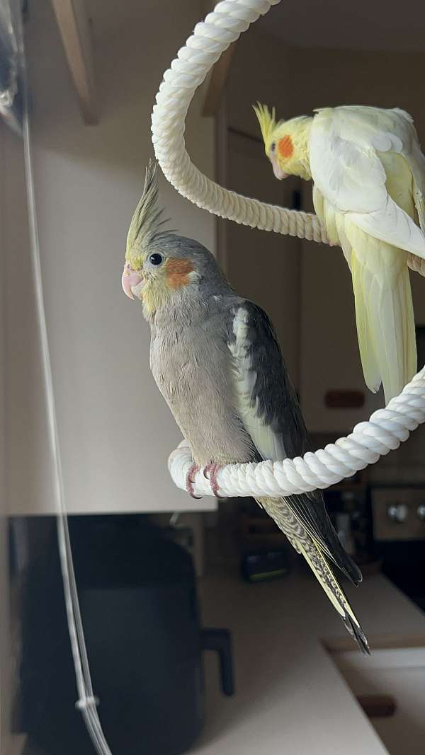 cockatiel-for-sale