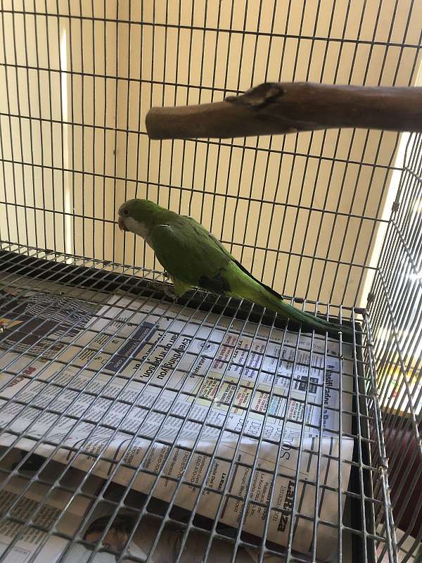 quaker-parrots-for-sale