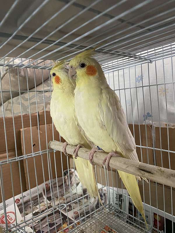 cockatiel-for-sale