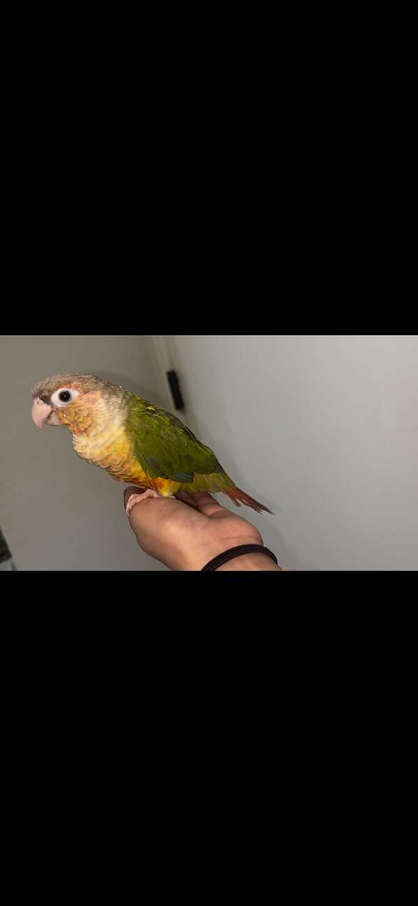 green-cheek-conure-for-sale