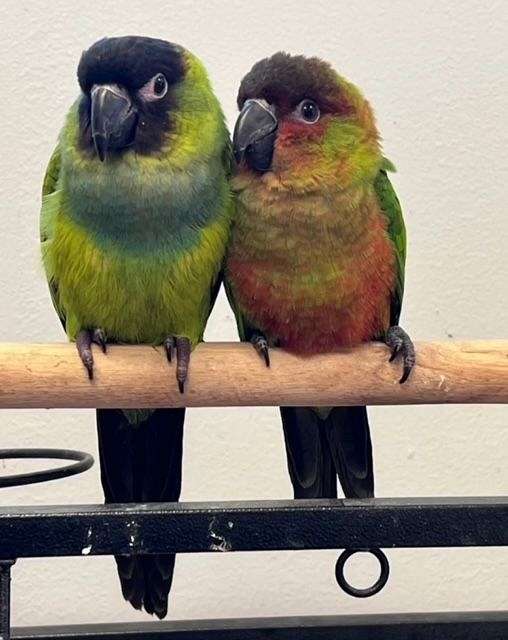 conure-for-sale