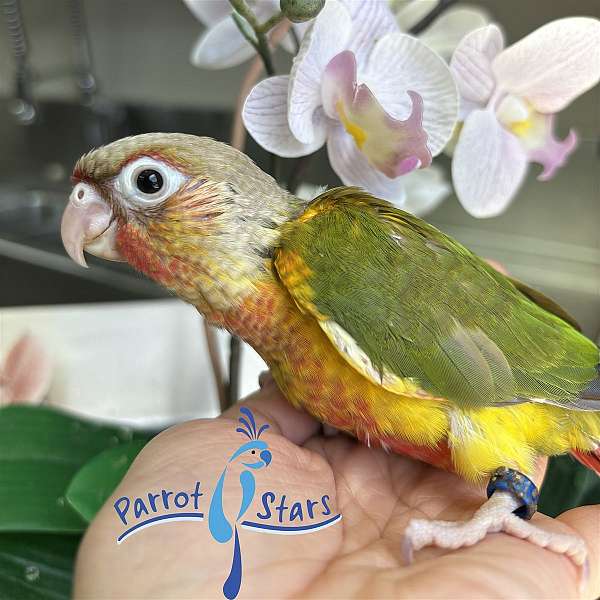 green-cheek-conure-for-sale