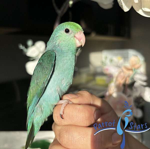 pacific-parrotlet-for-sale