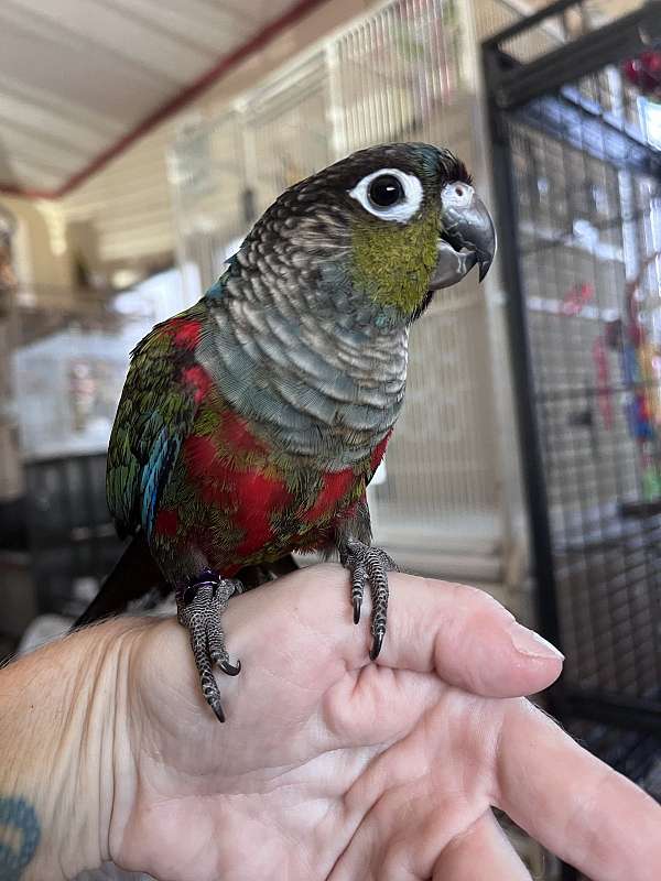 fancy-bird-for-sale-in-davenport-fl