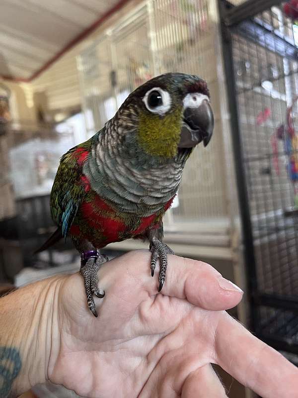 conure-for-sale