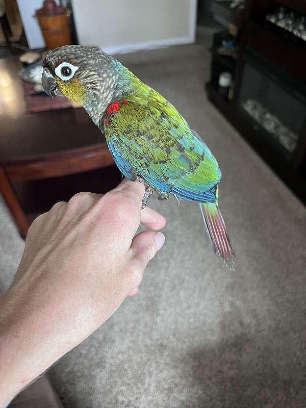 blue-conure-for-sale