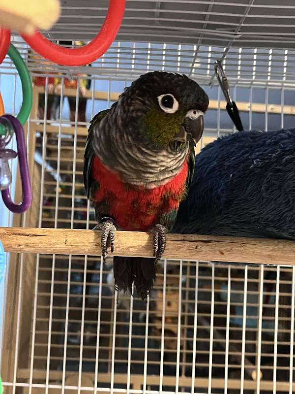 conure-for-sale