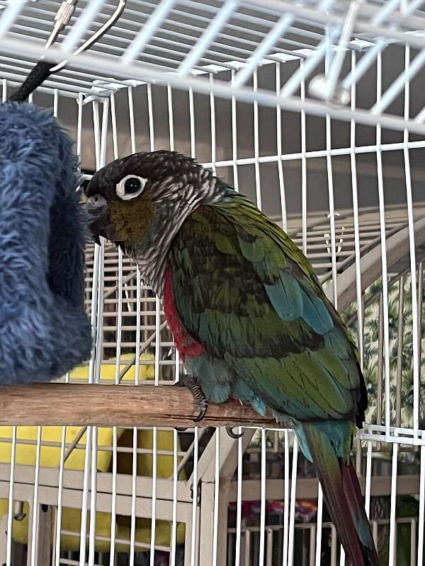 black-conure-for-sale