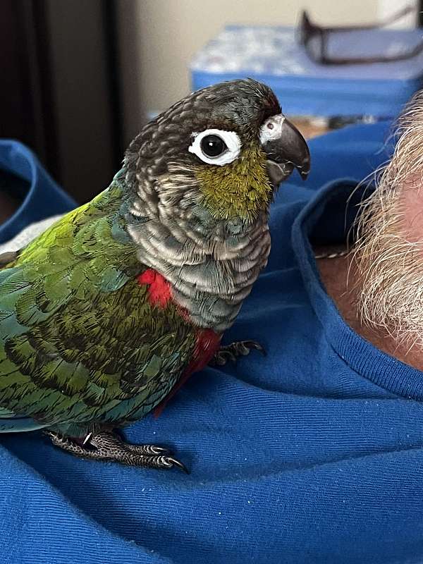 blue-conure-for-sale