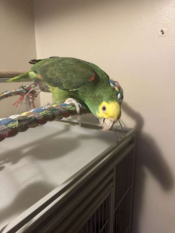 female-bird-for-sale-in-buffalo-ny