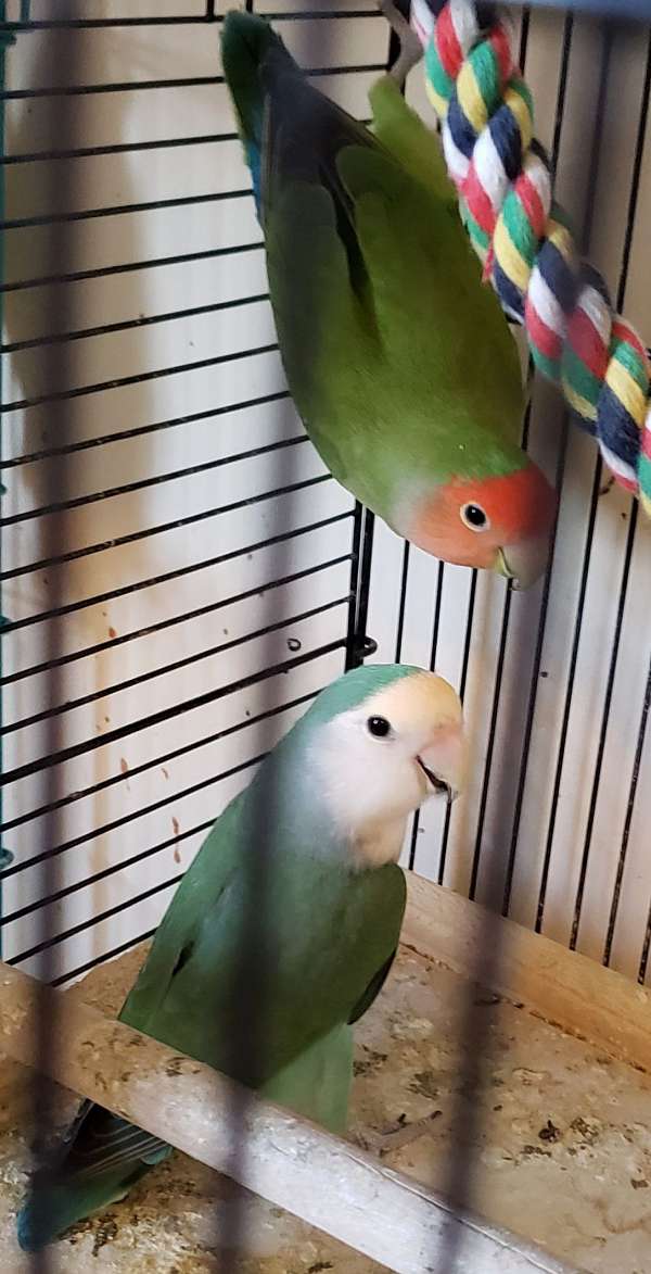 male-female-blue-peach-bird-for-sale