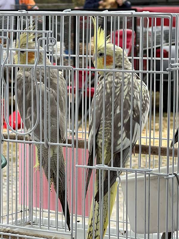 cockatiel-for-sale-in-toney-al