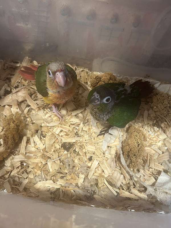 green-cheek-conure-for-sale-in-crosby-tx