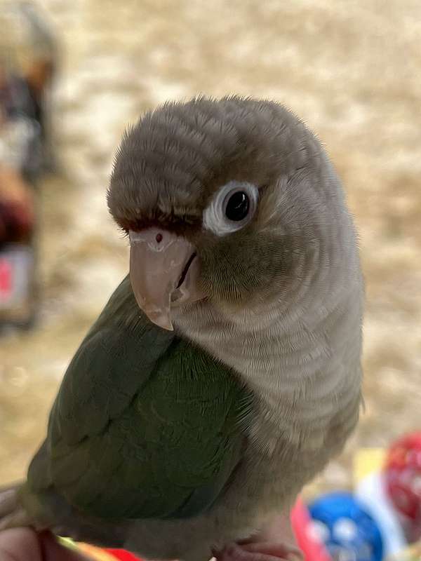 conure-for-sale-in-toney-al