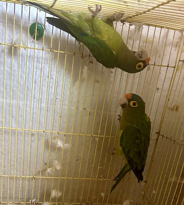 half-moon-conure-for-sale-in-crosby-tx